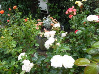Roses 1